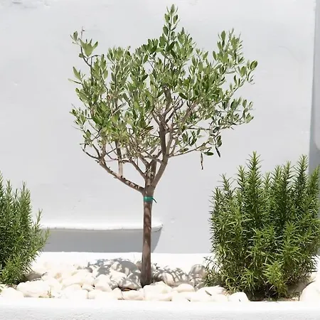 Swell S12 New In Apartman